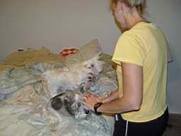 Two Maltese And a Mini Schnauzer
