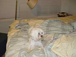 Maltese