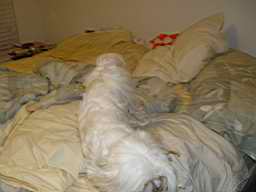 Maltese