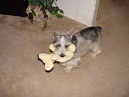 schnauzer1.JPG