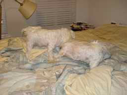 Two Maltese