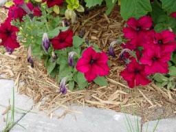 Flowers1.JPG