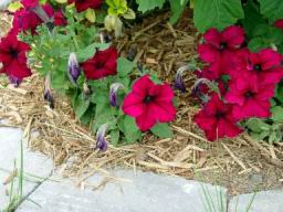 Flowers2.JPG