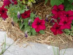 Flowers3.JPG