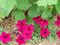Flowers4.JPG