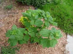 Hibiscus.JPG