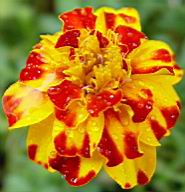 Marigold1.JPG