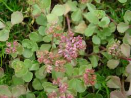 flowers11.JPG