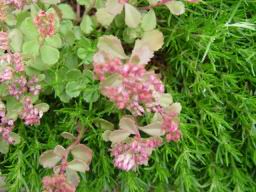 flowers12.JPG