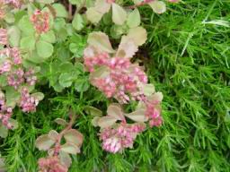 flowers13.JPG