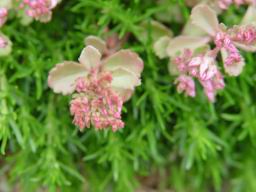 flowers14.JPG